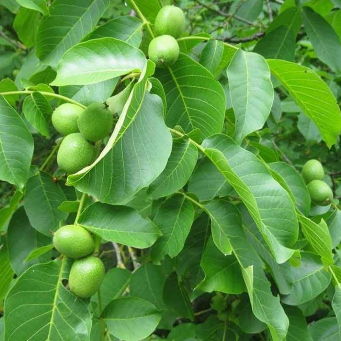 walnuts in 5 gallon pots