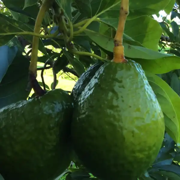 winter mexican avocado in 5 gallon pots